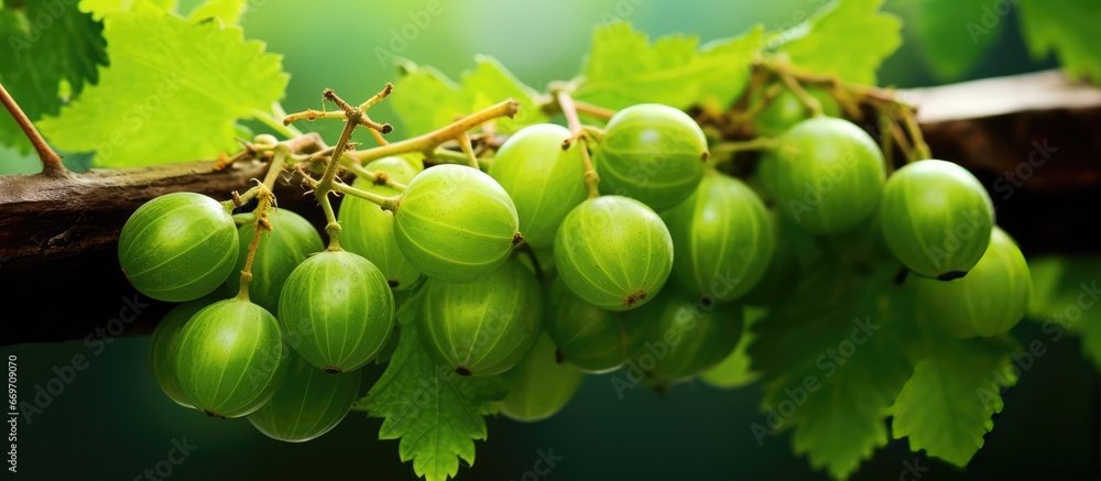 Close up photo of ripe green gooseberry on branch with shallow depth