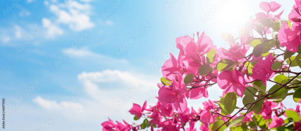 Bright sunlight illuminating bougainvillea with sky in the background