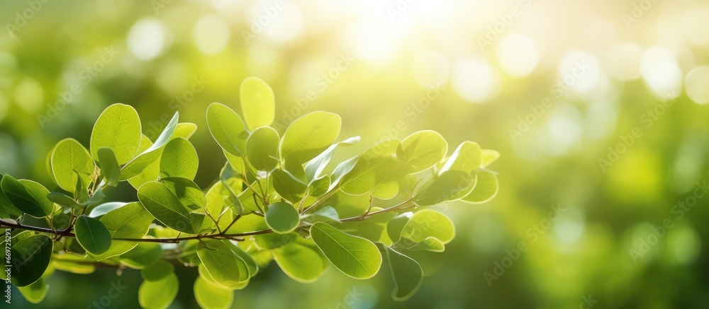 Blurred green light and natural abstract with soft shiny bokeh circle in yellow and orange Ideal for wallpaper backdrop