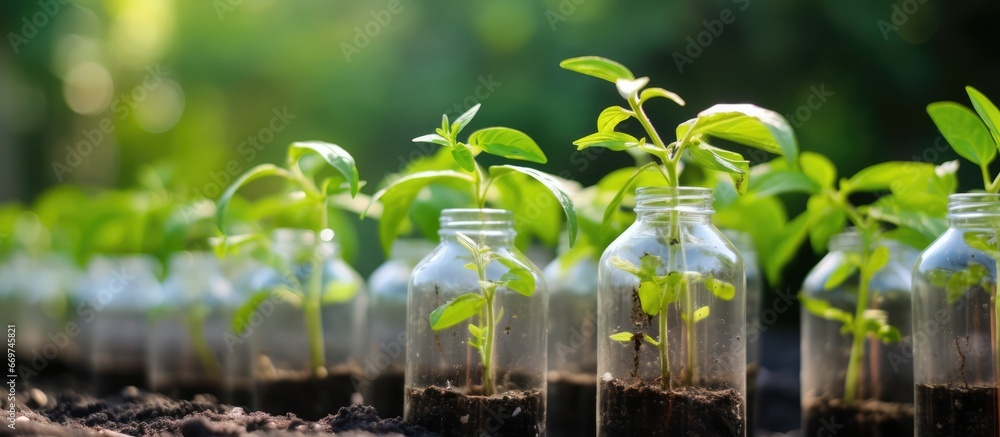 Recycle plastic bottles to grow vegetables