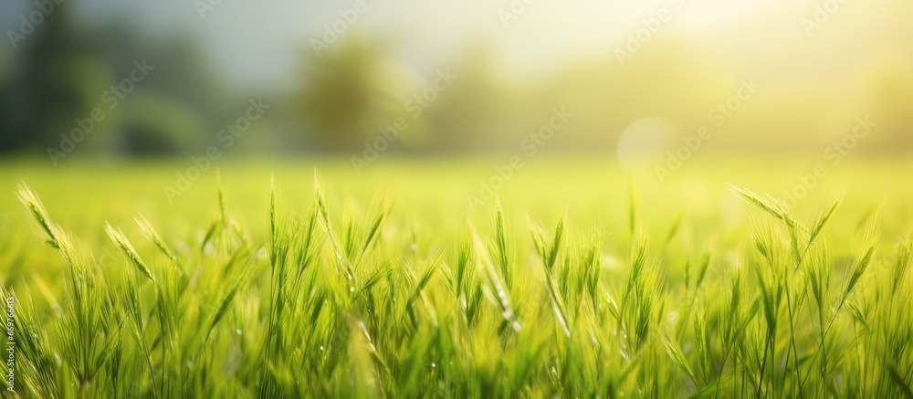 Organic plant farm in Thailand with blurry rice field