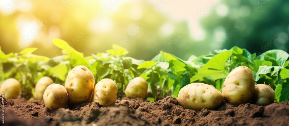 Agricultural business in rural areas featuring green potatoes Stock photo