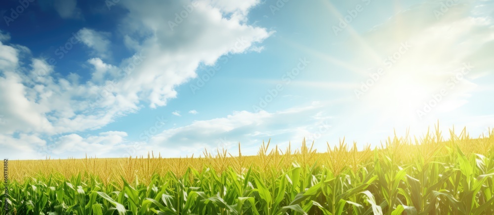 Sun shining on corn field