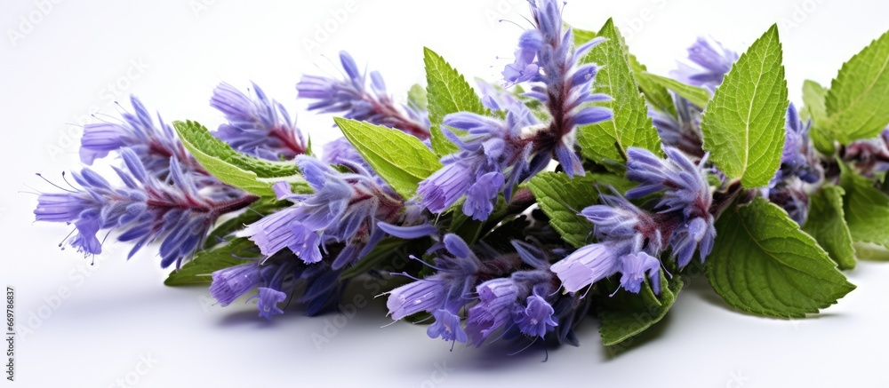 Veronica spicata name for spiky speedwell flower buds