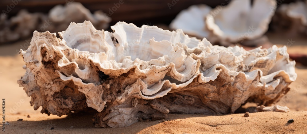 Coral on the shore frozen and up close