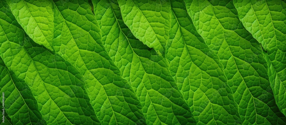 Green leaf as backdrop and pattern