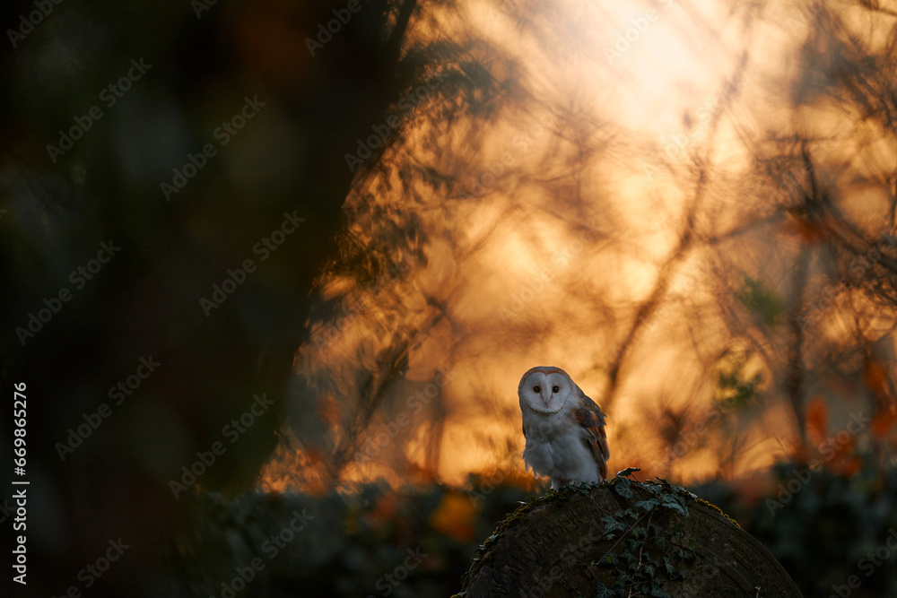 Owl sunset. Magic bird Barn owl, Tyto alba, flying above stone fence in forest cemetery. Wildlife scene from nature.Owl - Urban wildlife. Beautiful sunset in neture.