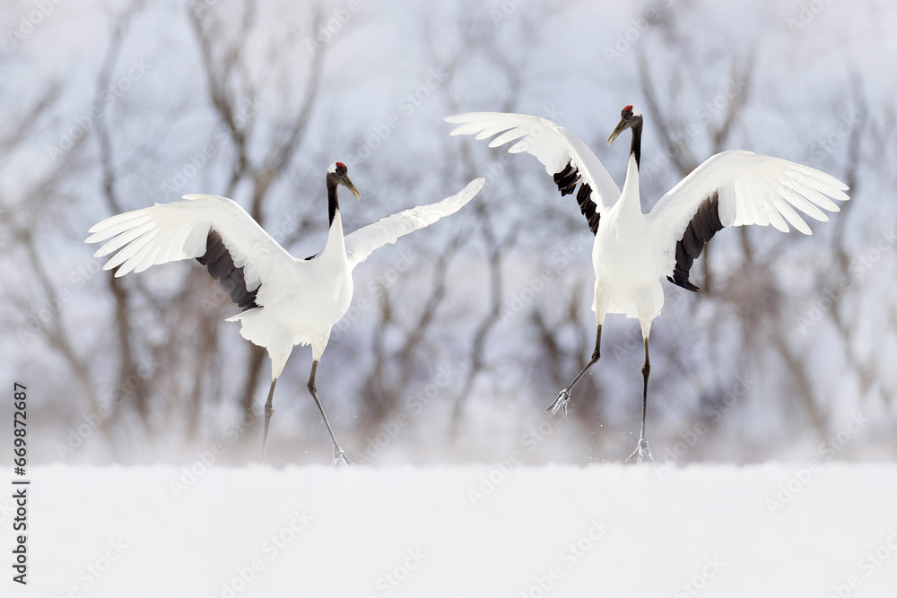 Pair of Red-crowned crane, Grus japonensis, walking in the snow, Hokkaido, Japan. Beautiful bird in the nature habitat. Wildlife scene from nature. Crane with snow in the cold forest. Animal behaviour