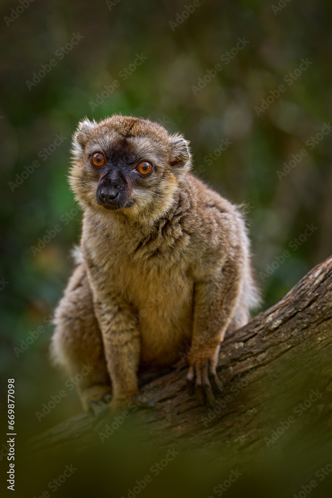 common brown lemurEulemur fulvus, Andasibe Mantadia NP, Madagascar. Grey brown monkey on tree, in the forest habitat, Endemic i Madagascar. Wildlife nature.