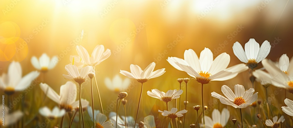 Floral backdrop with sunny meadow flower