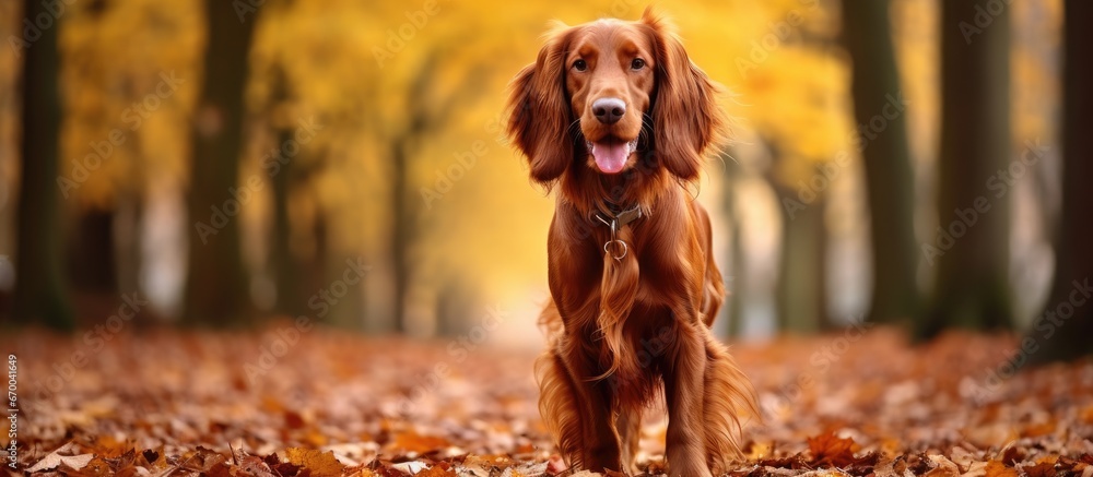 An Irish setter runs in a park during autumn with yellow leaves