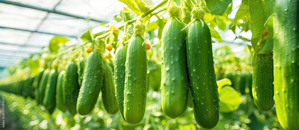 Cucumbers hanging on lashes in greenhouse