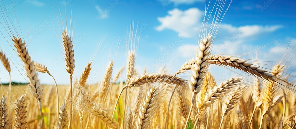 Ripe rye plants in the Polish summer countryside