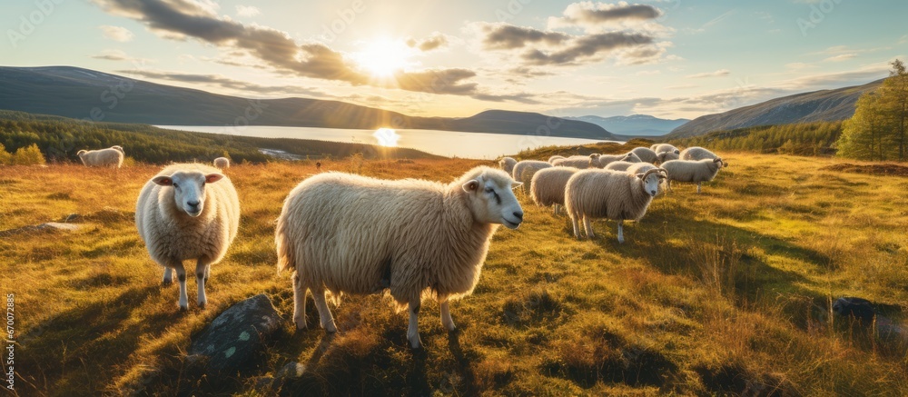 Norwegian livestock grazing at dusk in a meadow