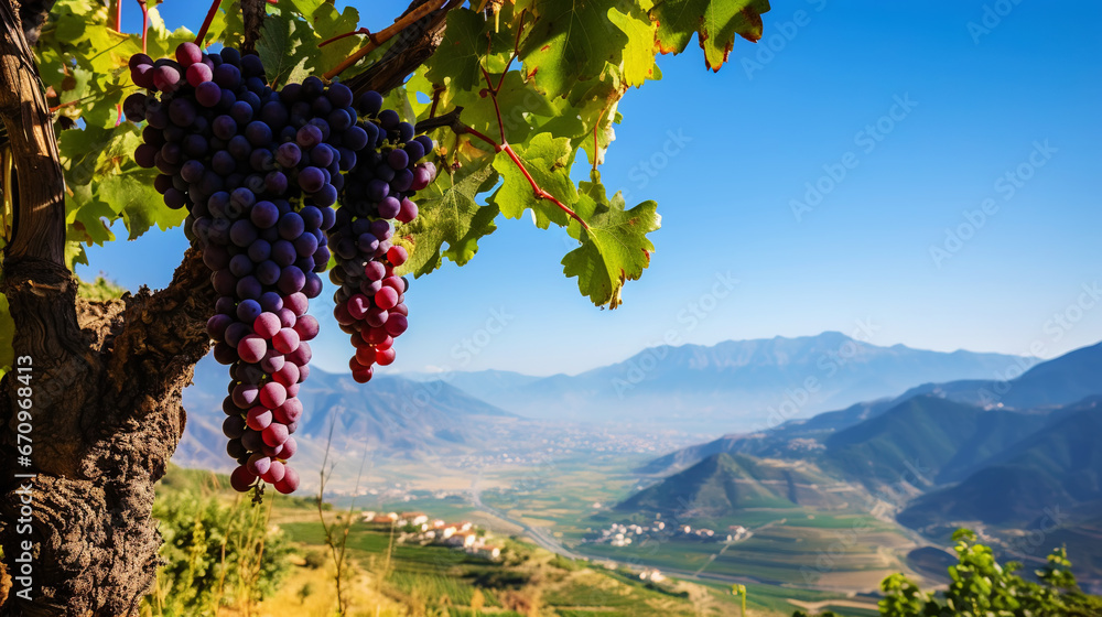 A large bunch of ripe blue grapes on the vine, with blurred mountains on background. Generative AI