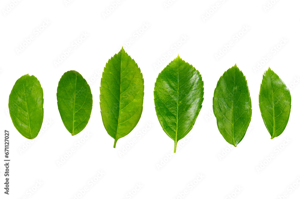 rose leaves PNG transparent