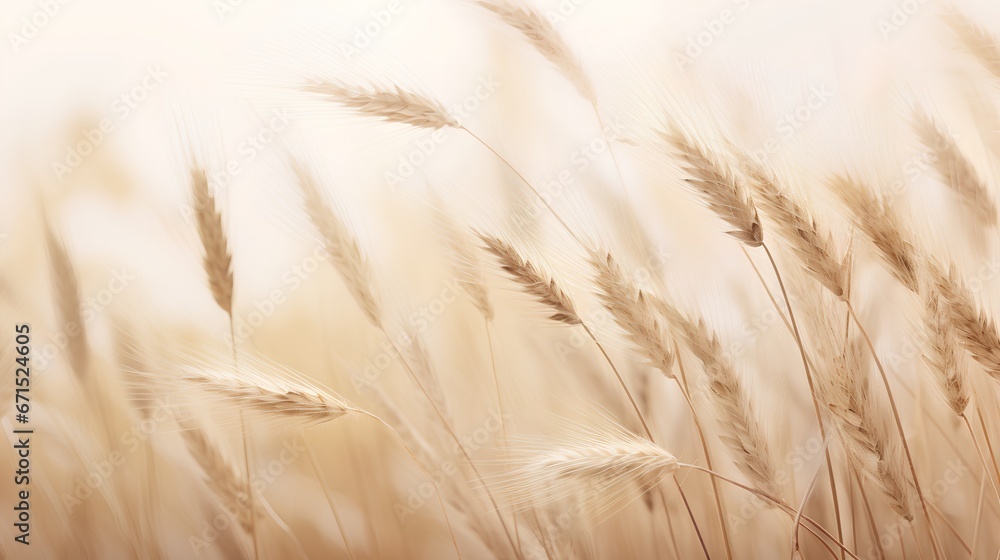 Tranquil beauty of soft wheat grasses in calming beige hues. Neutral tones and minimalist aesthetic serene background. The crop grass with natural elegance and simplicity.