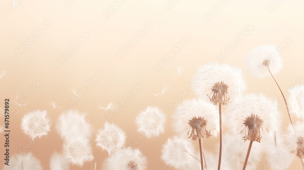 Dandelion fluff background for aesthetic minimalism style background. Beige, neutral and pastel color wallpaper with elegant and light flying fluffs. Fragile and lightweight.