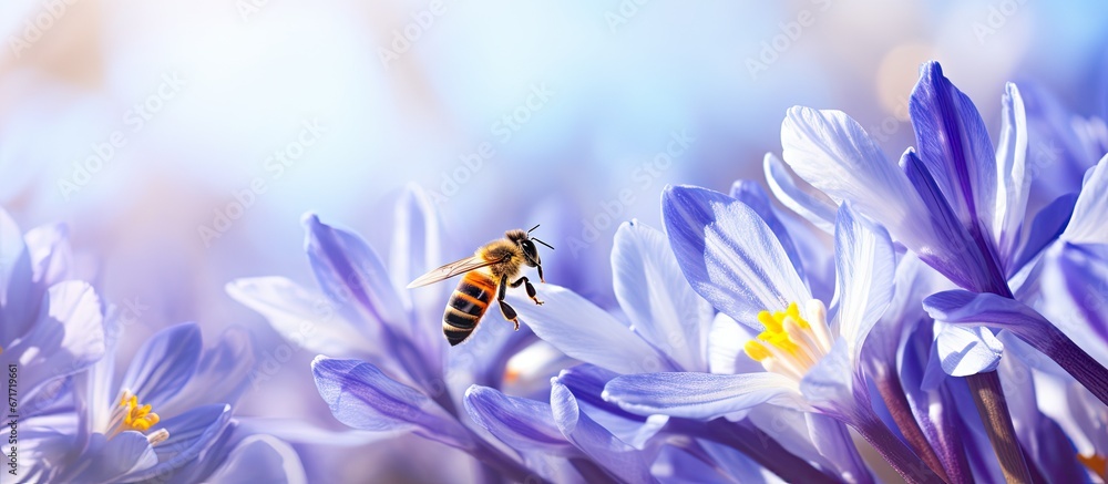 A bee hovering over blossoms