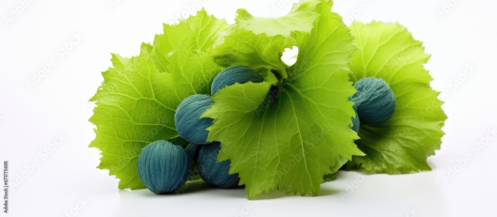 The plant is covered in green hair like foliage Its fruit starts green and turns blue when fully ripe