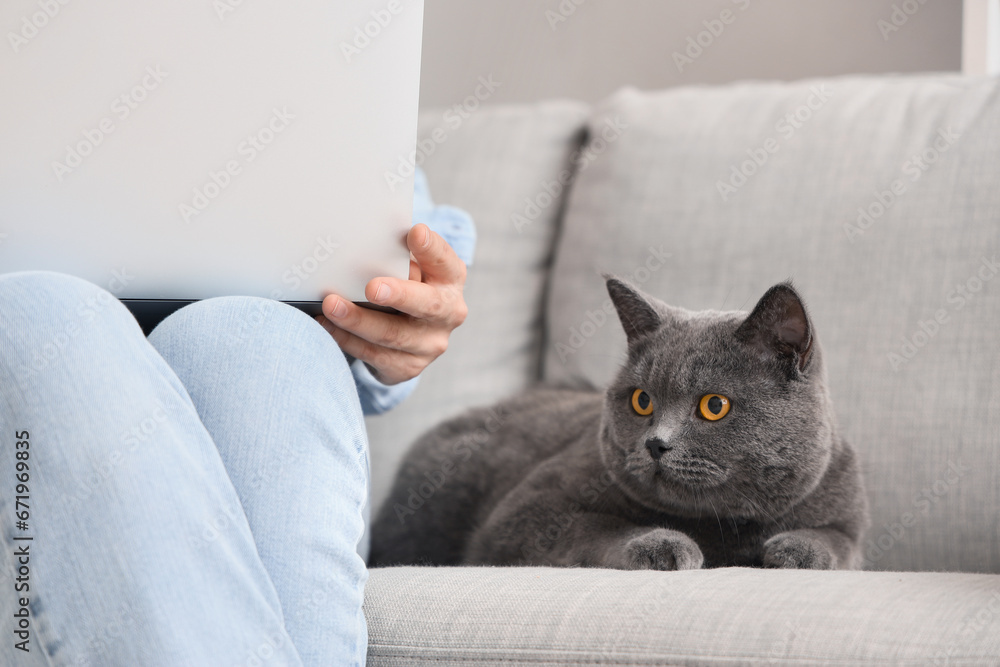 Cute British Shorthair cat with owner on sofa at home, closeup