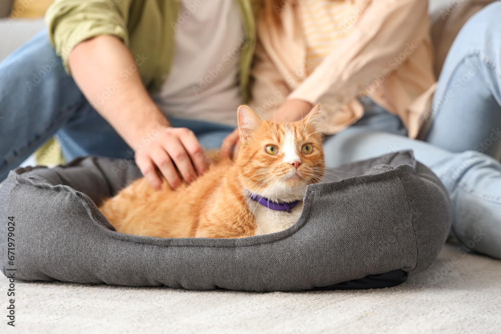 Young couple with cute cat in pet bed at home, closeup