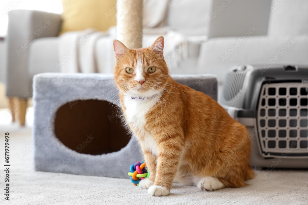 Cute cat with carrier and scratching post at home