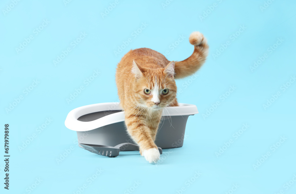 Cute ginger cat with litter box on blue background