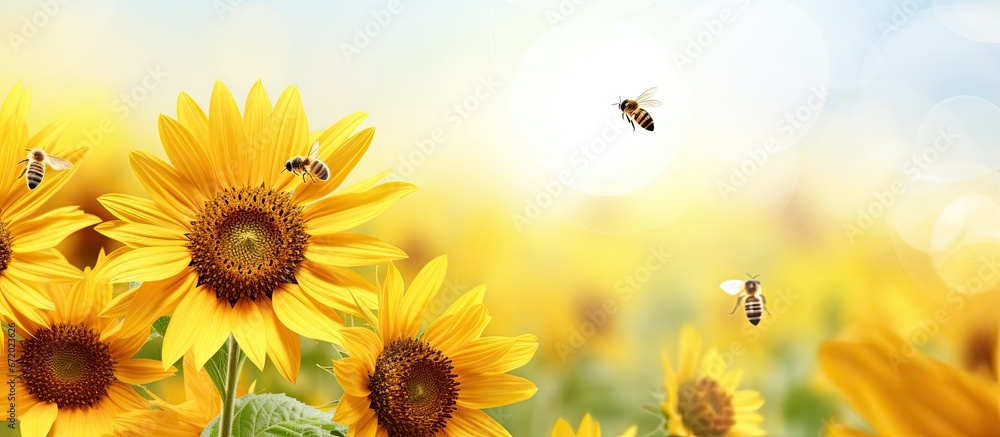 In the summertime vibrant sunflowers of stunning beauty gracefully bloom while bees fly around carrying pollen