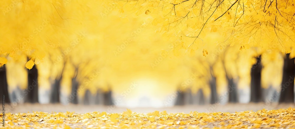 In the park during autumn there is a ginko biloba tree with golden leaves