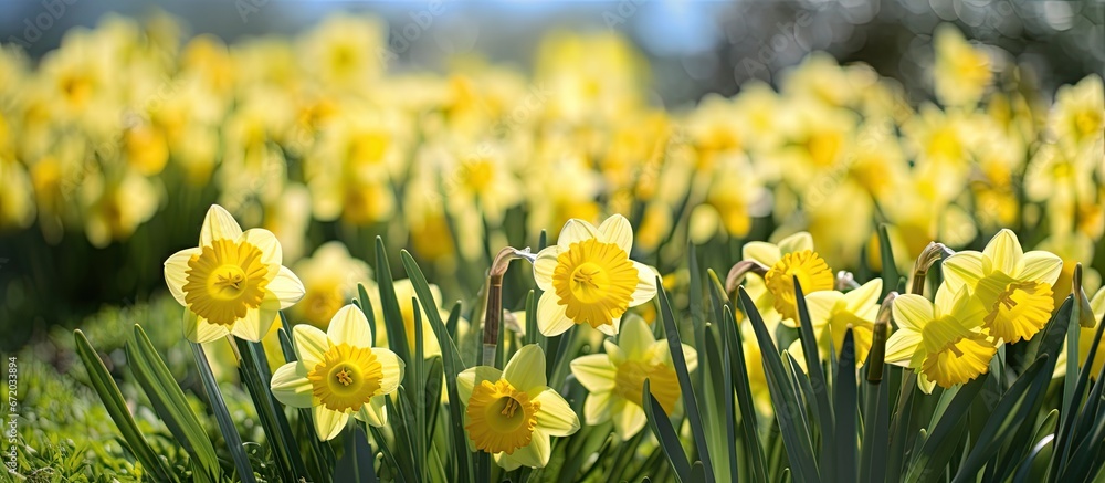 A vast number of bright yellow narcissus blossoms flourishing beneath the warm rays of spring