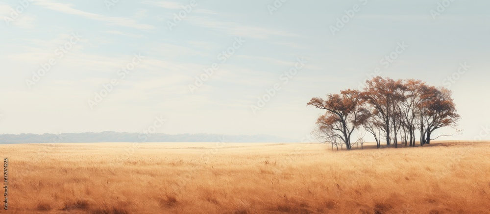 A field adorned with stunning dry grass and lush trees