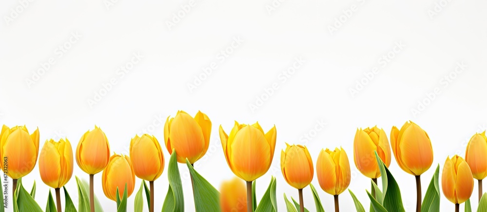 A white background with a tulip in the front