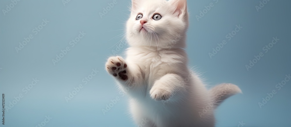 A small adorable white cat companion pondering a thought