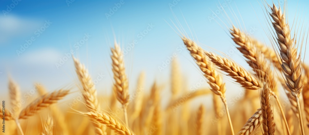 A charming rural scene during the summer showcasing mature barley crops The idyllic landscape displays golden spikes in a cornfield portraying the essence of agriculture farming and harvest