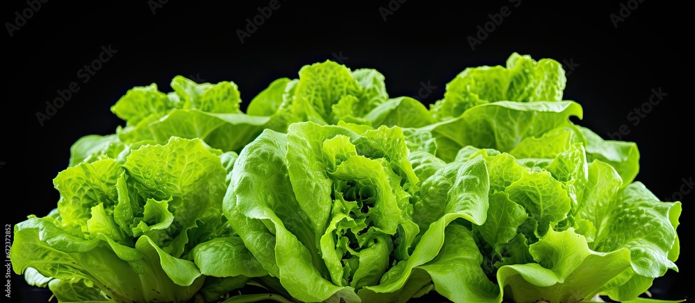 A fresh salad of green lettuce made with fresh leaves from a bed or field