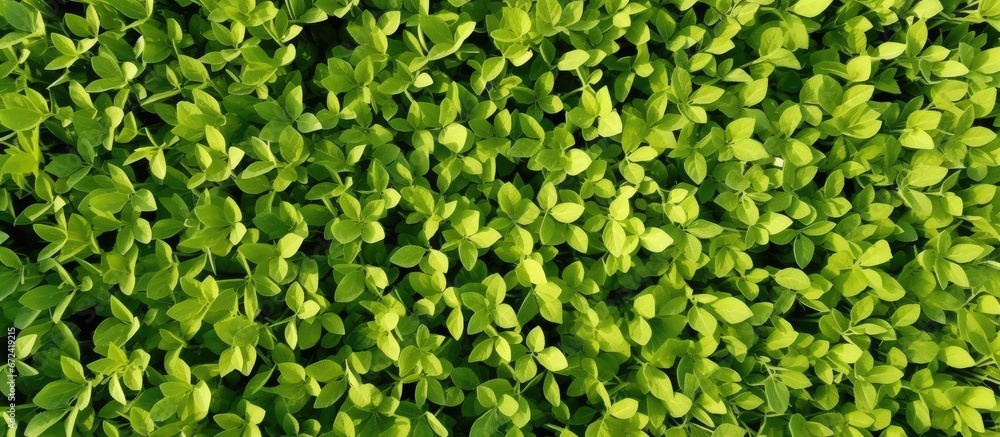 A top down perspective of a lush soybean farm shows an abundant and densely planted soy crop