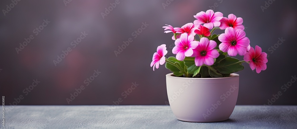 Gorgeous blossom enclosed within the pot