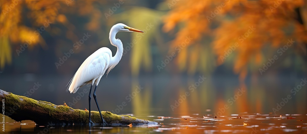 In the fall season there is a magnificent white bird called the great egret