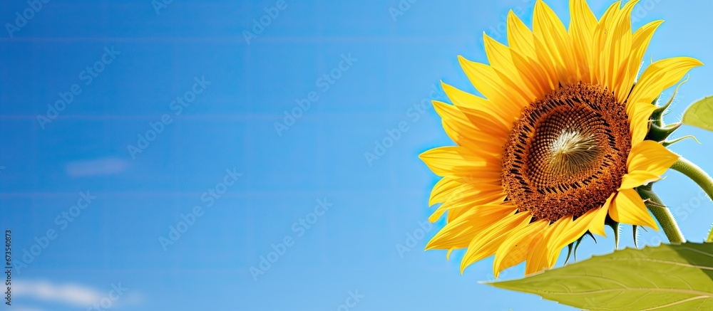 Fresh sunflower viewed in detail with a clear blue sky as the background