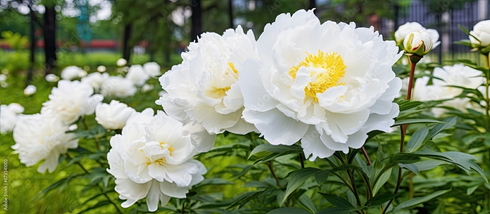 Peony s flowers in the garden are white during the seasons of summer and spring