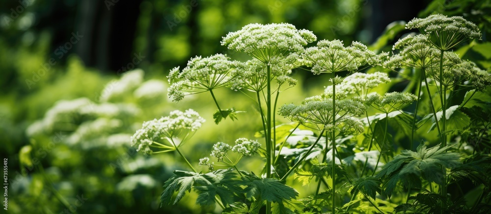 In the woodlands there is the hogweed a plant that can be detrimental