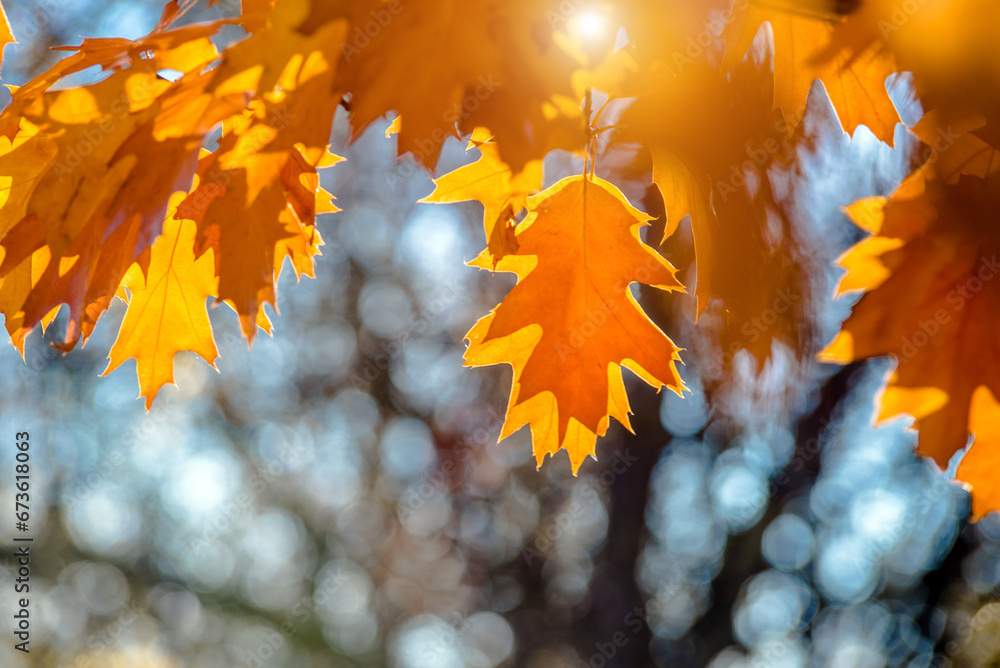 Red oak leaves on blue sky background 