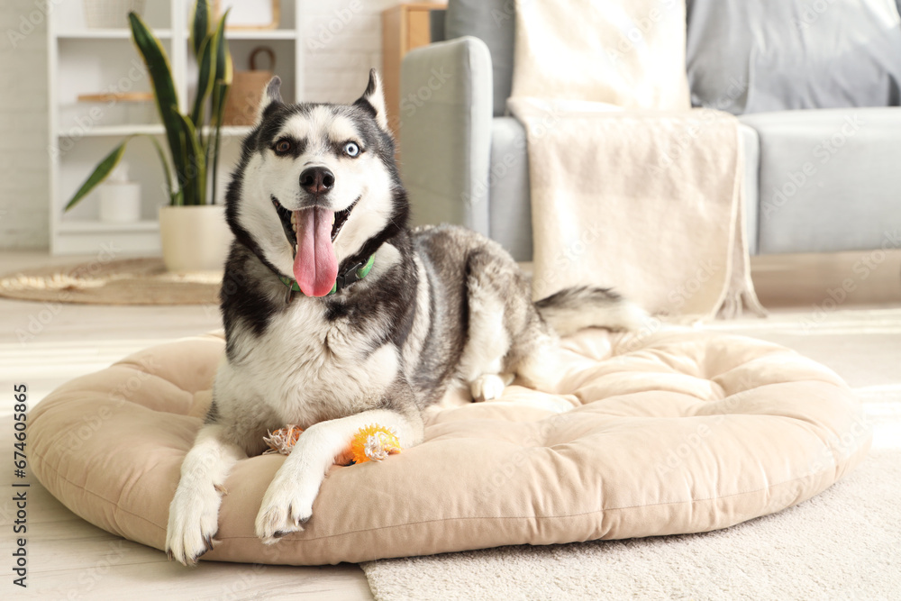 Cute Husky dog lying on pet bed in living room