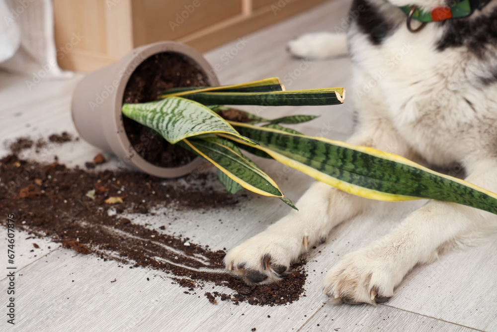 Naughty Husky dog and fallen flowerpot in living room