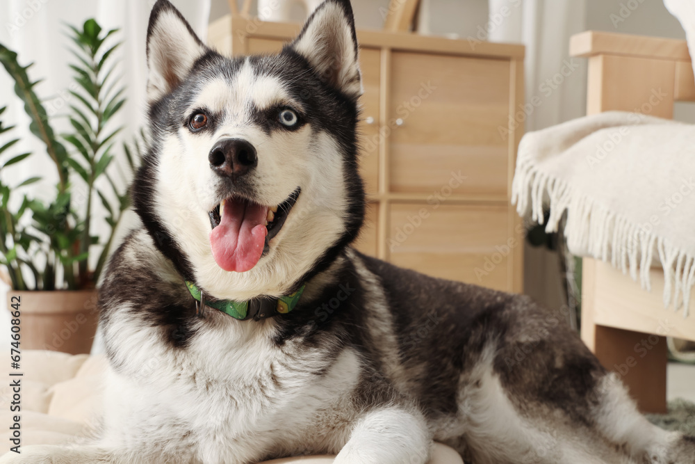 Cute Husky dog lying on pet bed in living room