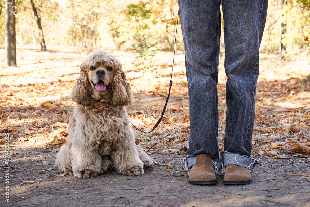 Woman walking with cute cocker spaniel dog in autumn park