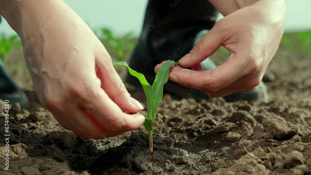 Agricultural industry. Farmer in plants green sprout in hole. Person puts root of young plant into soil with his hands. Growth time of green plant in nature. Green seedling in fertile soil. New life