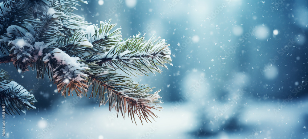 Snow-covered spruce branch in the forest on a blurred background during snowfall