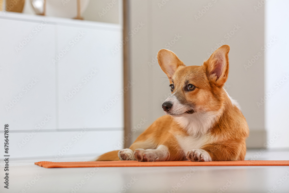 Cute Corgi dog lying on yoga mat in kitchen